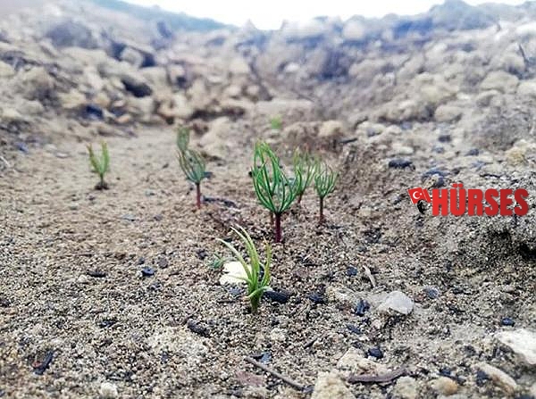 Manavgat'ta yanan ormanlar, yeşeren tohumlarla can buluyor