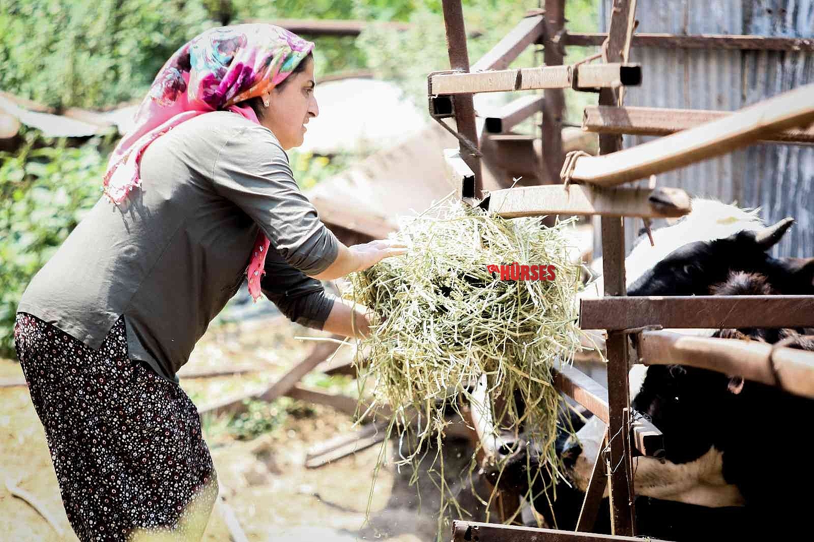 Evde canı sıkılan kadın hayvancılık işine girip 15 yılda servet sahibi oldu