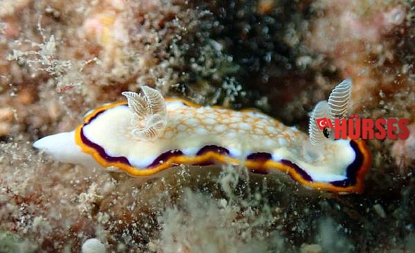 Su altındaki mikro canlıları fotoğrafladı