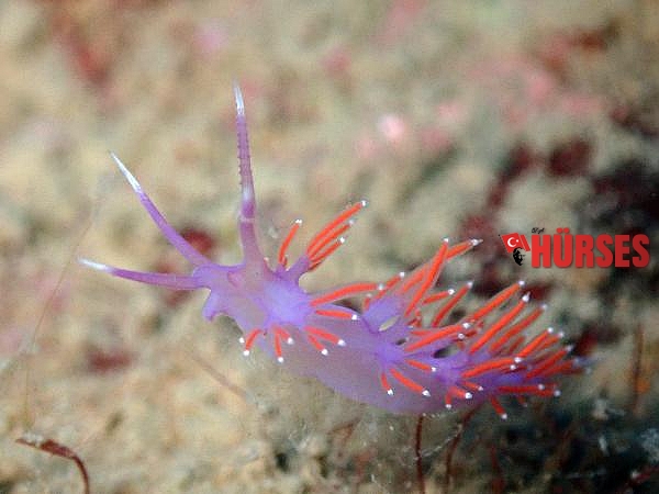 Su altındaki mikro canlıları fotoğrafladı