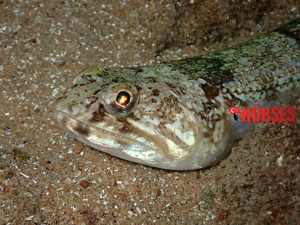 Su altındaki mikro canlıları fotoğrafladı