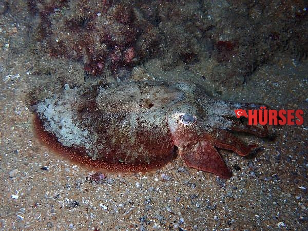 Su altındaki mikro canlıları fotoğrafladı