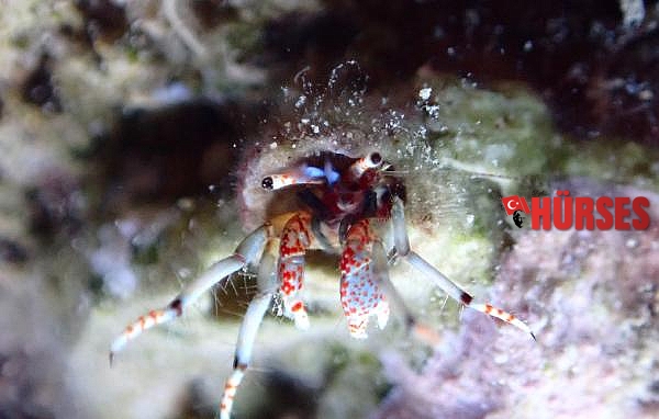 Su altındaki mikro canlıları fotoğrafladı