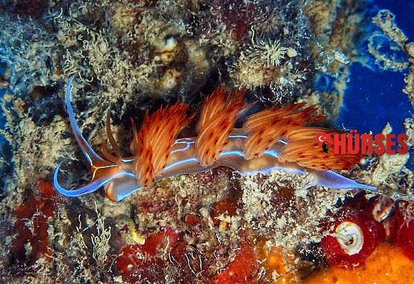 Su altındaki mikro canlıları fotoğrafladı