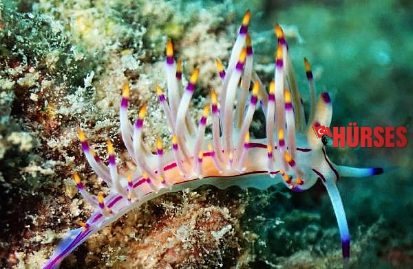Su altındaki mikro canlıları fotoğrafladı
