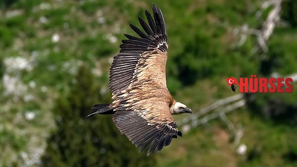 Tokalı Kanyonu'nda 3 tür akbaba görüntülediler