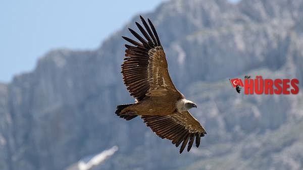 Tokalı Kanyonu'nda 3 tür akbaba görüntülediler
