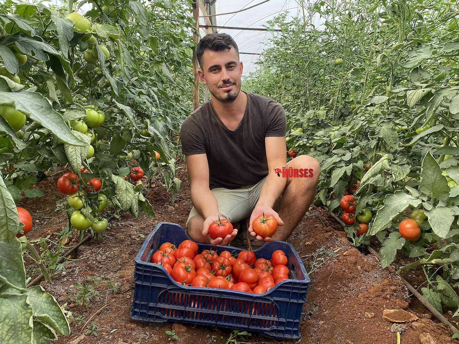Antalya'da sezonun ilk domates hasadı yapıldı