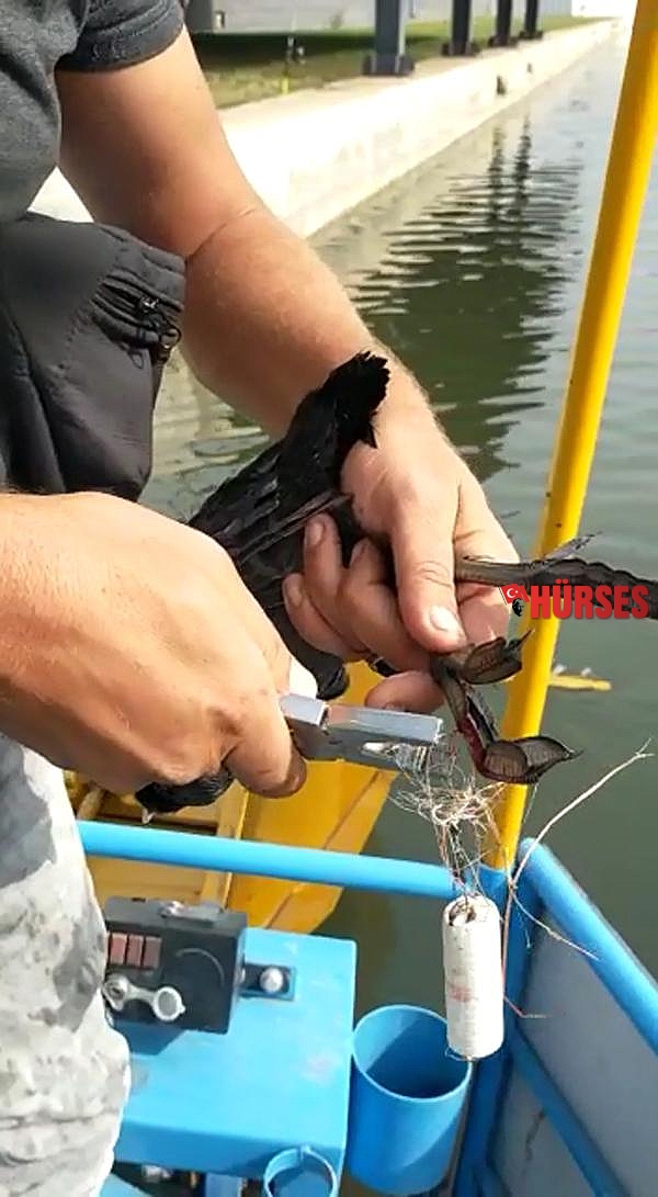 Misinaya takılan Sakarmeke kuşunu kurtardı