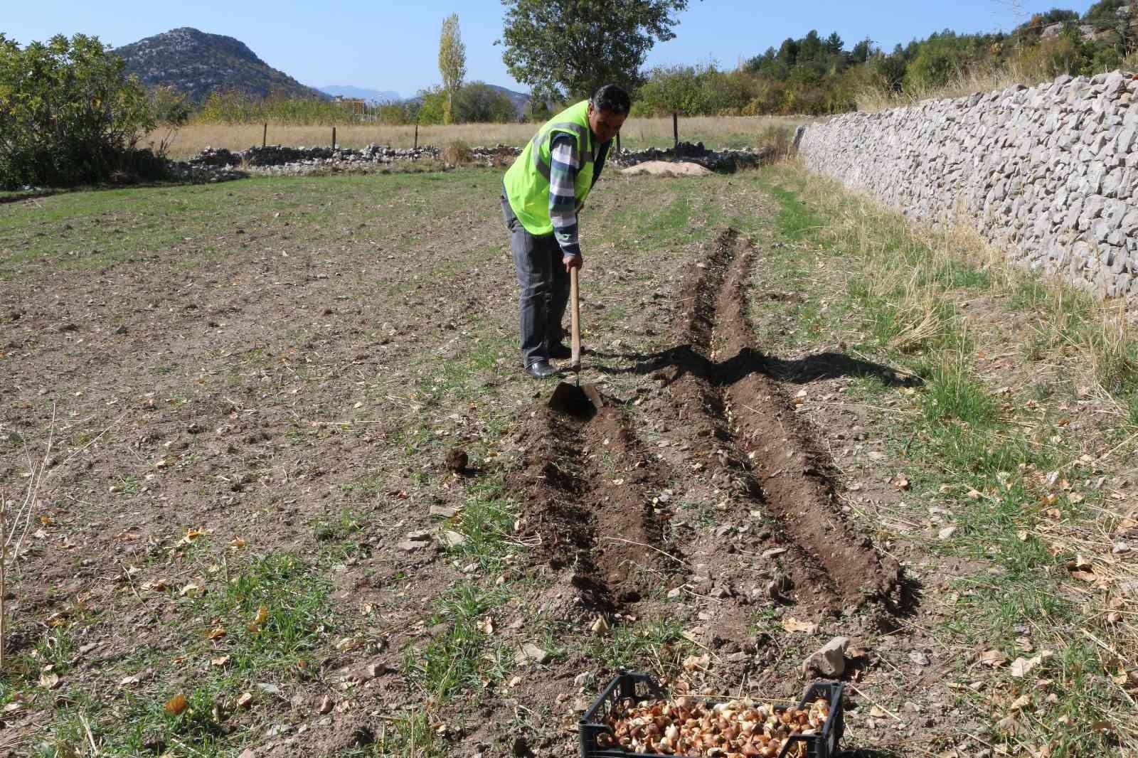 Akseki'de de lale soğanı üretilecek