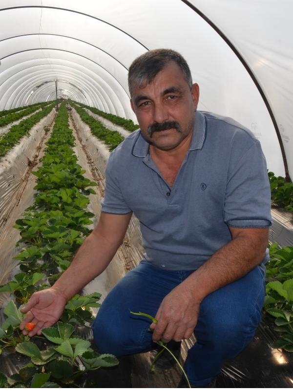 Çilek üreticisi hasadı bekliyor