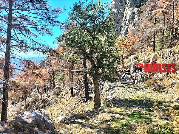 Tarihi kervan yolunu, tomruk araçları tahrip etti
