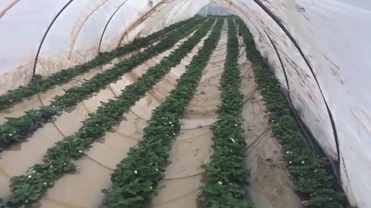 Antalya'da çilek seraları sular altında kaldı