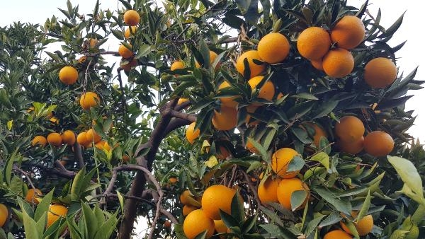 Dünyanın en iyi portakalında hasat başladı