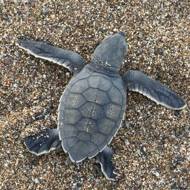 Gazipaşa'da caretta caretta yavruları yumurtadan çıkıp denizle buluştu