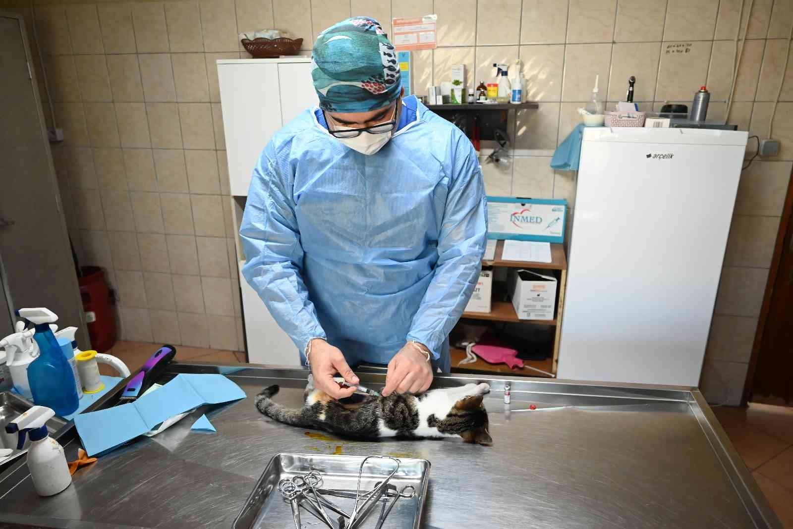 Kemer'de bin 425 sokak hayvanı kısırlaştırıldı