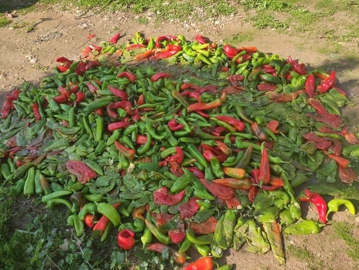 Pestisit denetimlerinde 12 kişiye 49 bin TL ceza