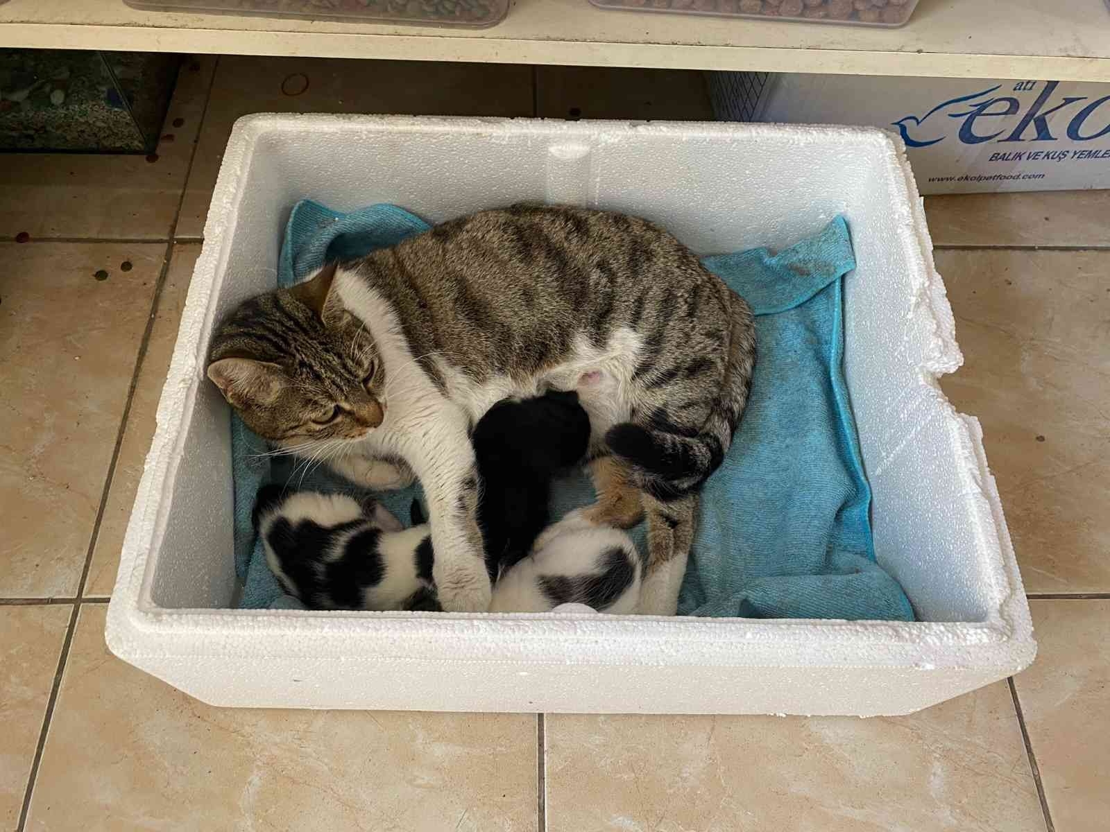 Kaldığı yerin tadilatı yüzünden dışarıda kalan kedi, 3 yavrusuyla esnafa sığındı