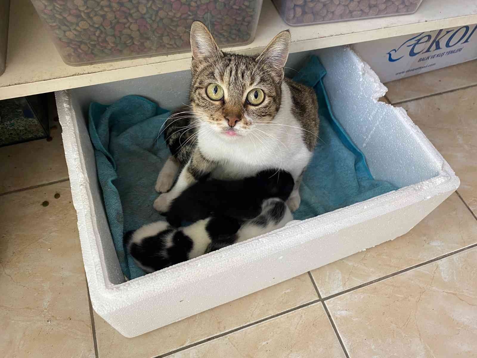 Kaldığı yerin tadilatı yüzünden dışarıda kalan kedi, 3 yavrusuyla esnafa sığındı