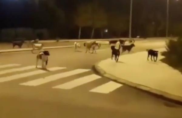 Kampüste her ay 40 kişiyi başıboş köpek ısırıyor