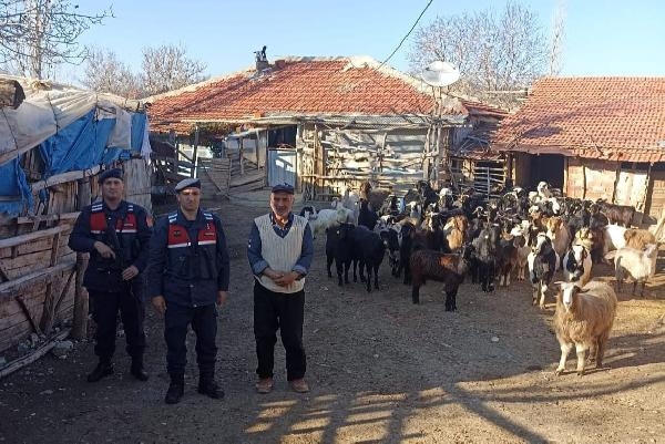 Kaybolan keçileri jandarma buldu