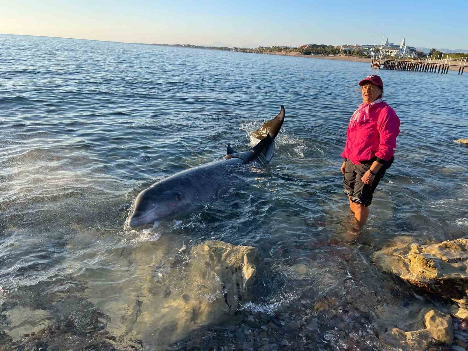 Antalya'da otele yerleşen depremzede aile, kıyıya vuran 4 metrelik dev yunusu kurtardı