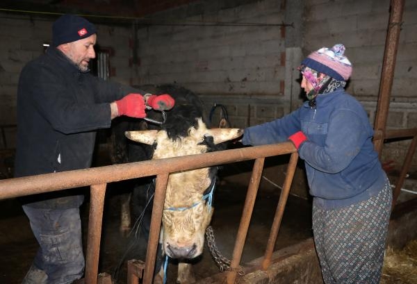 Depremzedeler için 'kurbanlık' bağışı, köyde kampanyaya dönüştü