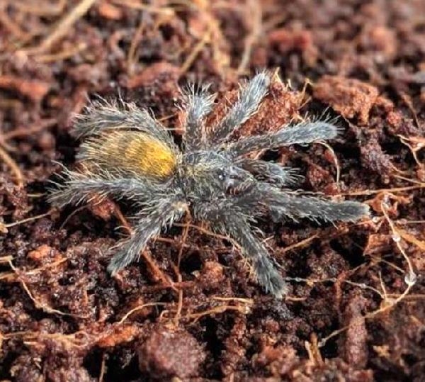 İnternetten tarantula satıyorlar; 26 bin 390 lira cezası var