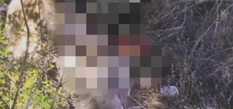Kaçak avcılar satır ve bıçak üzerindeki kan lekesiyle yakayı ele verdi