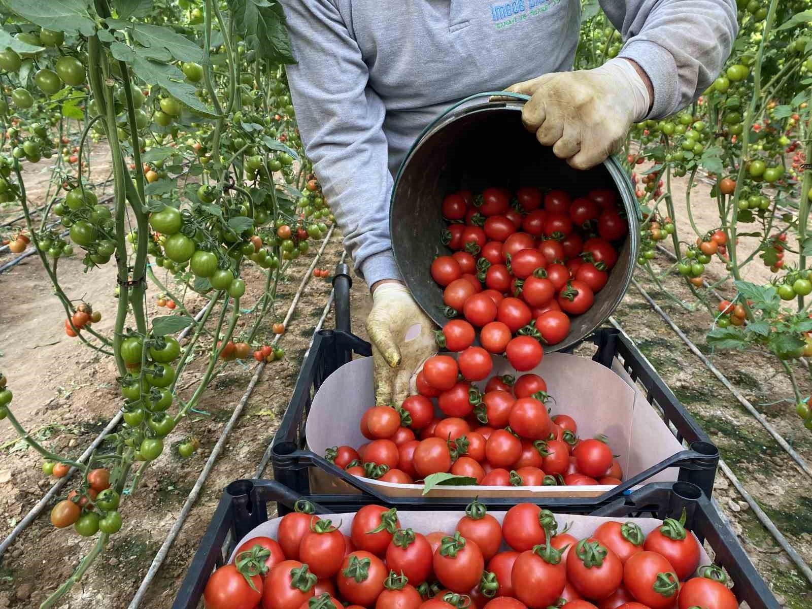 Örtü altı tarımda başı çeken ilçede domates üretimi ilk sırada yer aldı