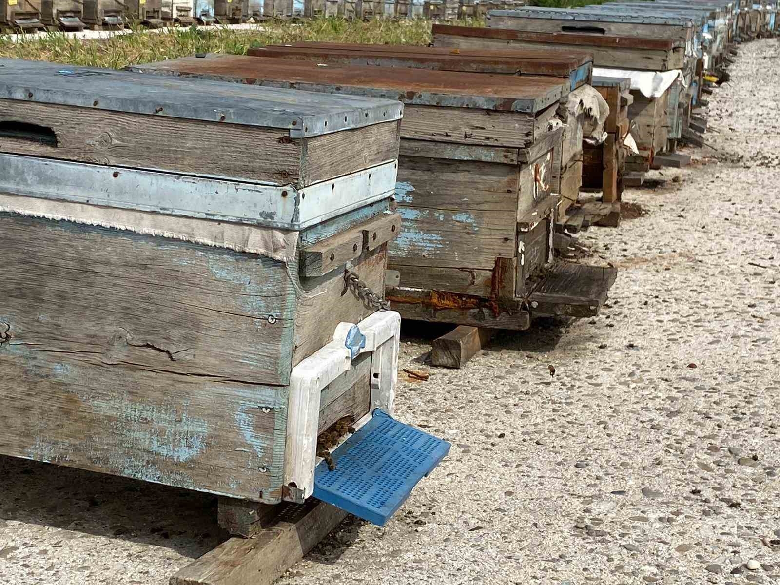 Arıcıların kışlama mesaisi başladı