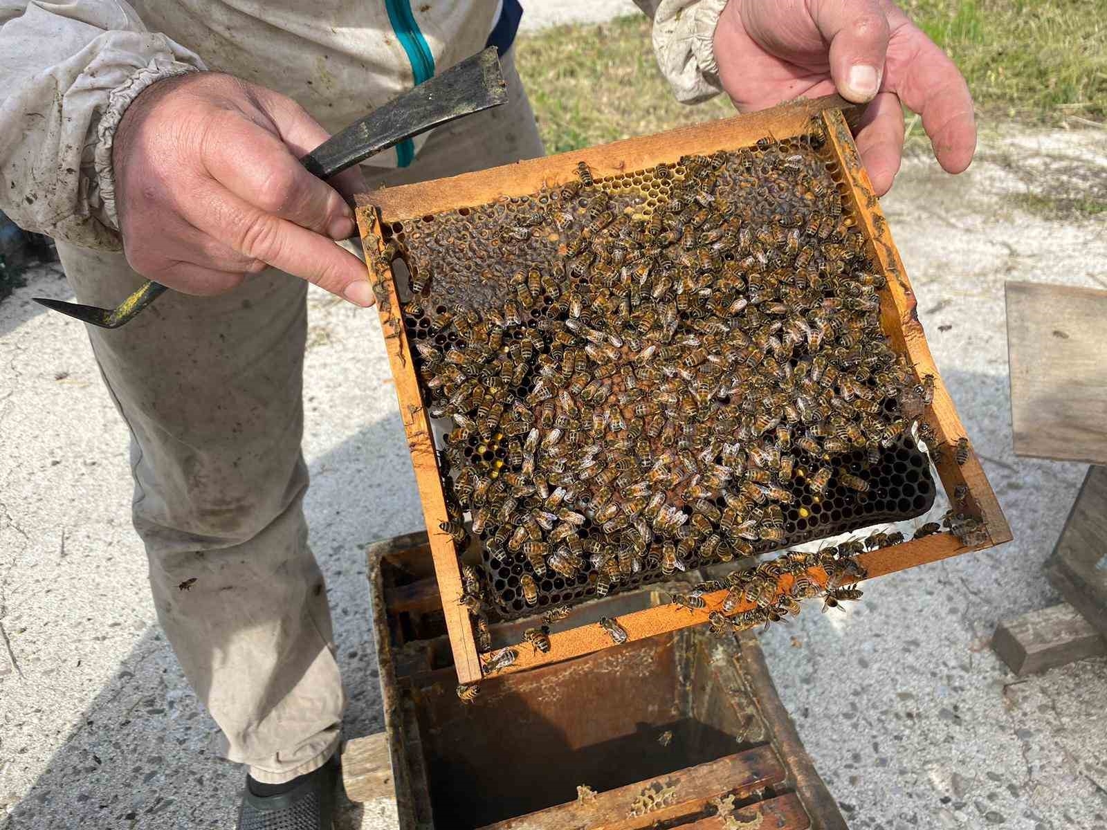 Arıcıların kışlama mesaisi başladı