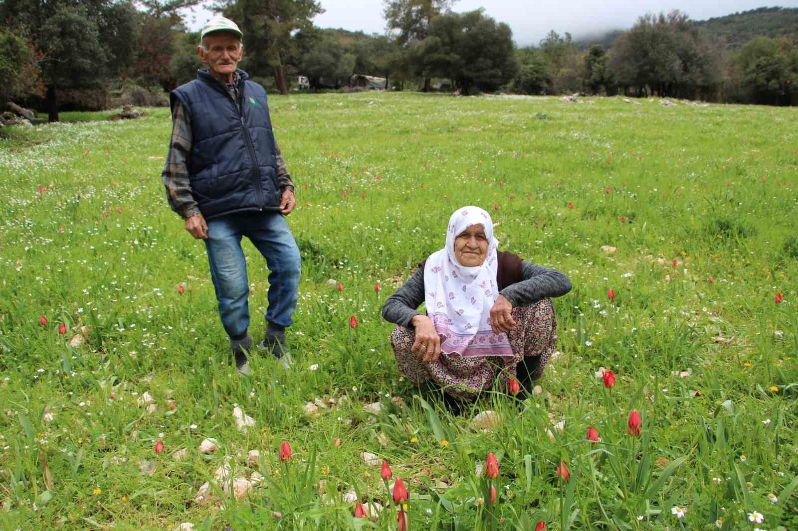 Antalya'da Osmanlı laleleri görsel şölen oluşturdu