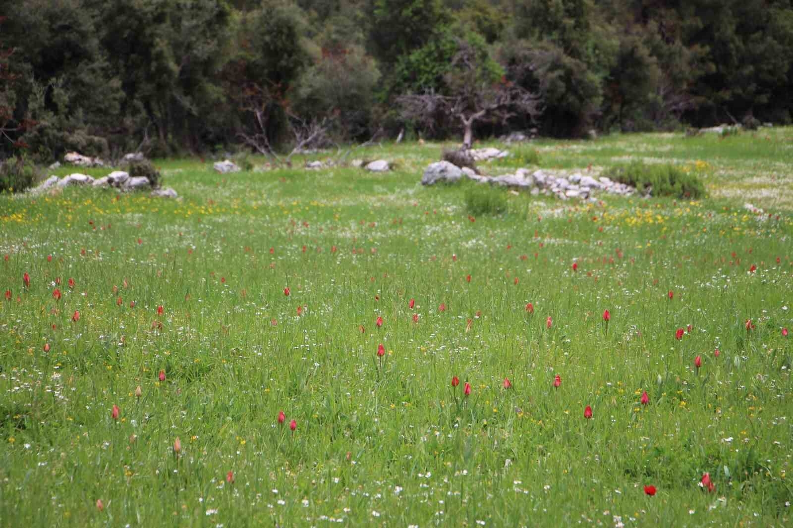 Antalya'da Osmanlı laleleri görsel şölen oluşturdu