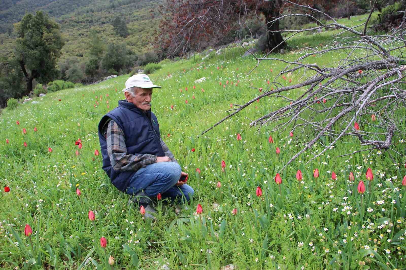 Antalya'da Osmanlı laleleri görsel şölen oluşturdu