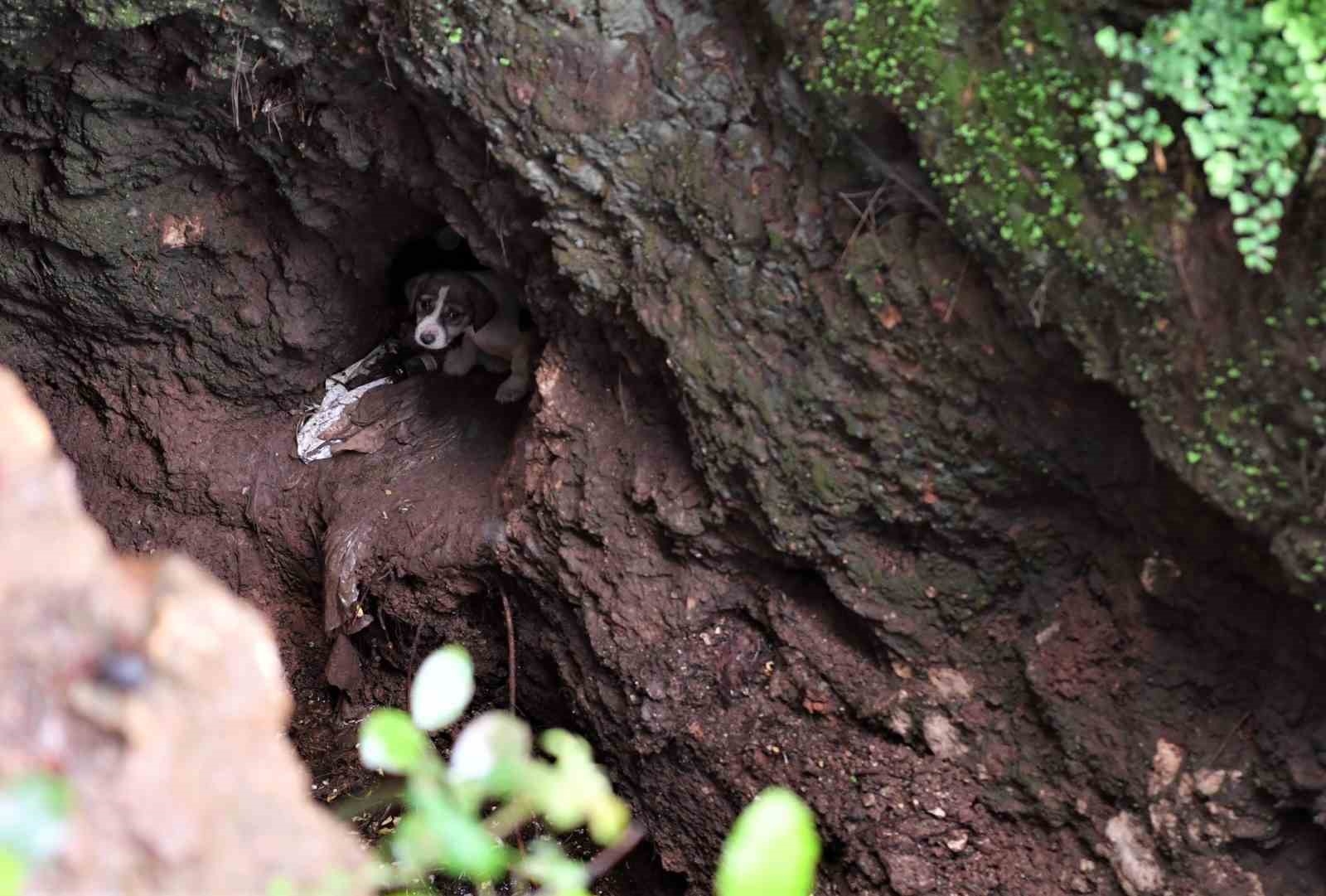 5 metrelik çukurda mahsur kalan yavru köpek kurtarıldı