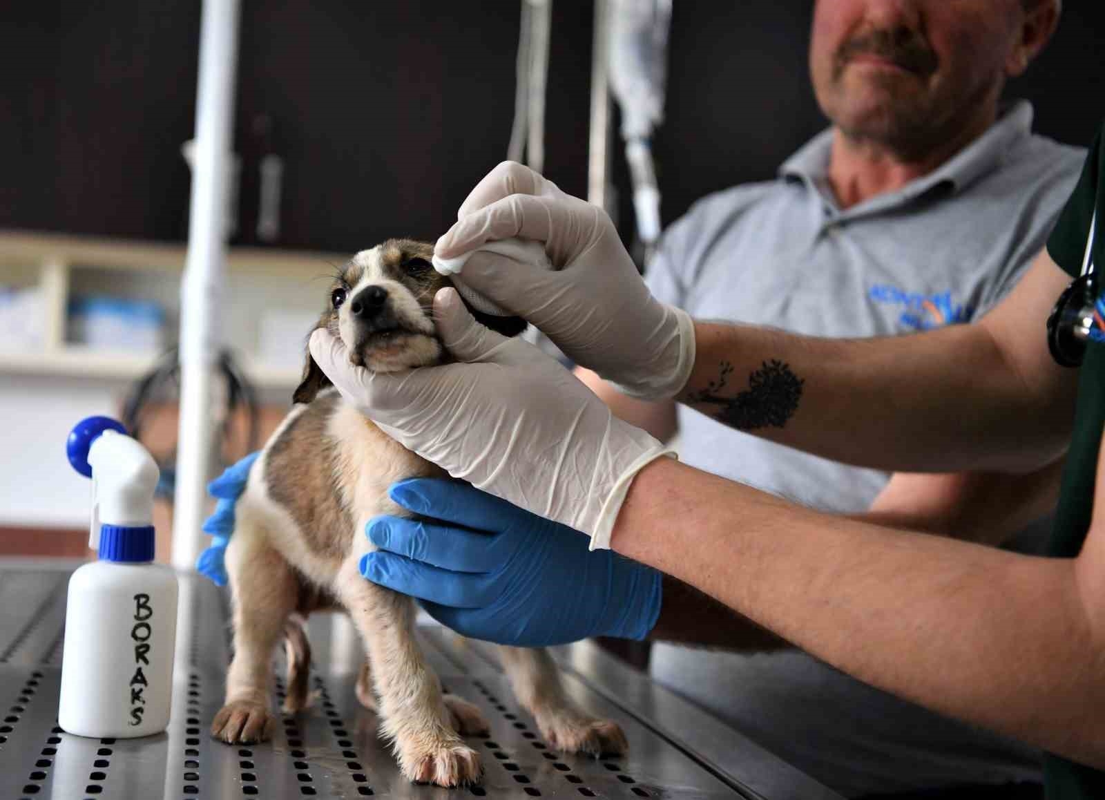 5 metrelik çukurda mahsur kalan yavru köpek kurtarıldı