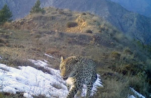 Akdeniz ve Ege'de 'Anadolu leoparı' heyecanı