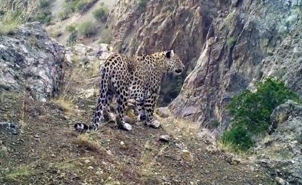 Akdeniz ve Ege'de 'Anadolu leoparı' heyecanı