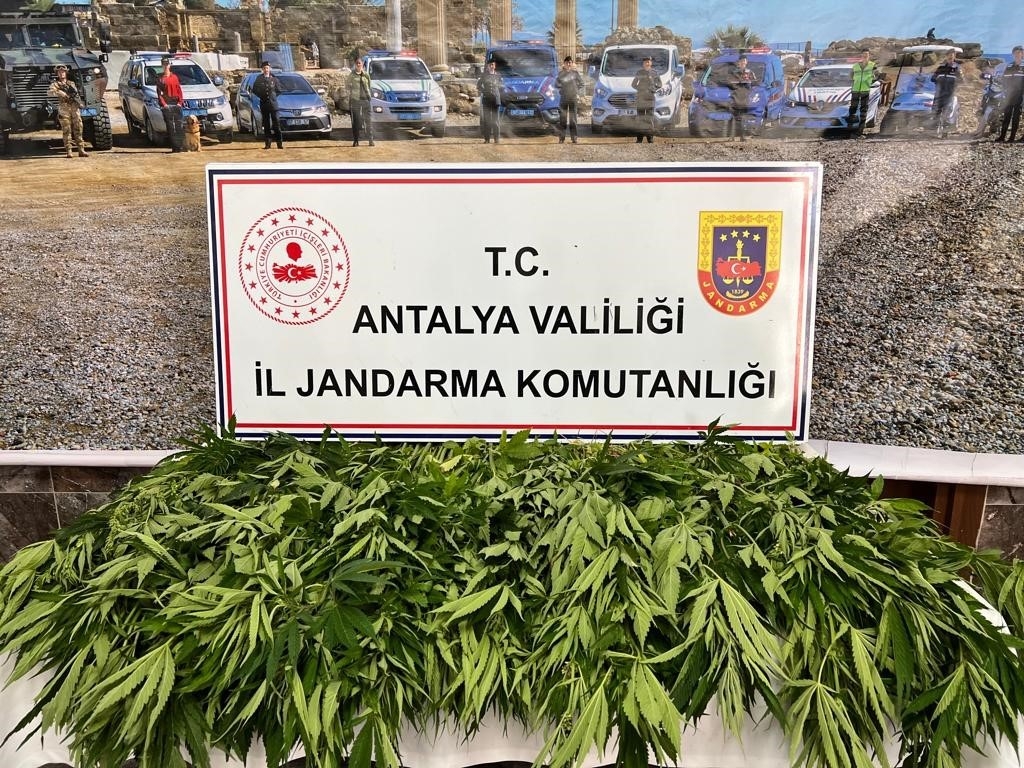 Antalya'da 268 kök kenevir ele geçirildi