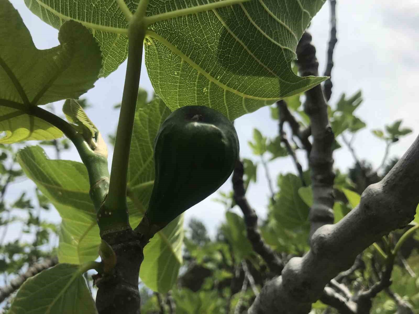 Antalya'da incir bahçeleri sezona hazırlanıyor