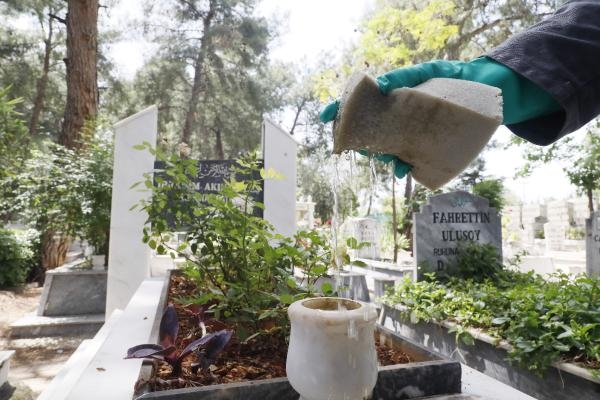  Asya kaplan sivrisineğine dikkat
