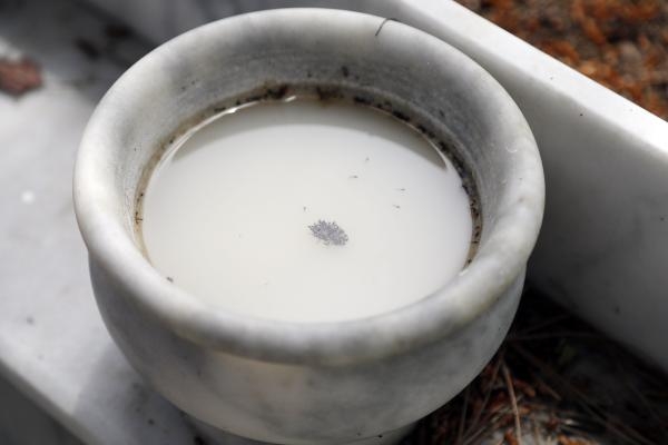  Asya kaplan sivrisineğine dikkat