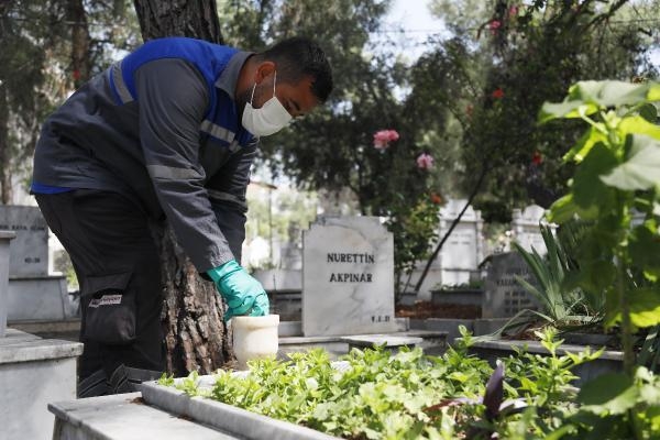  Asya kaplan sivrisineğine dikkat
