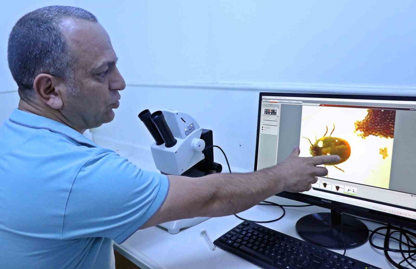 Bir defada binlerce yumurta bırakıyor, hayvan ve insanın kanını emerken anestezi uyguluyor