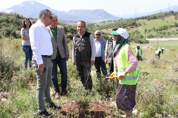 Eğirdir'in kokulu ardıçları büyüyor