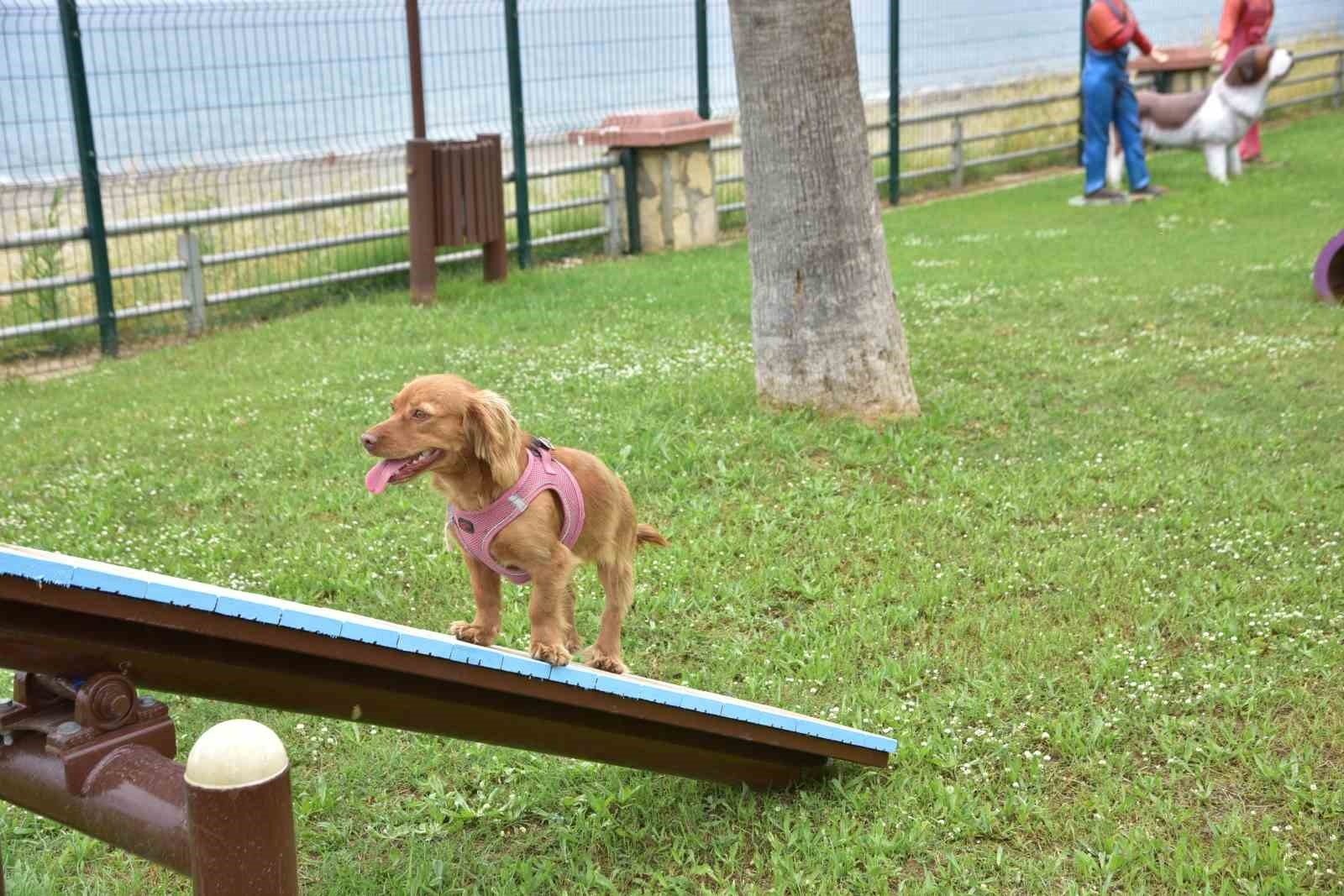 Mahmutlar Mahallesi'nde köpekler için oyun ve eğitim parkını hizmete açıldı