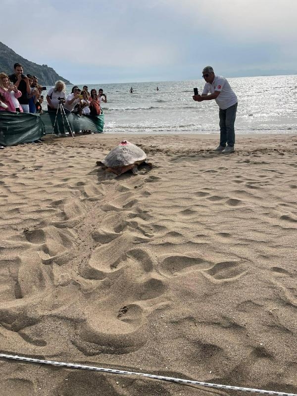 Takip cihazlı 'Türkiye 100' isimli caretta caretta denizle buluştu