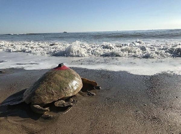 Takip cihazlı 'Türkiye 100' isimli caretta caretta denizle buluştu