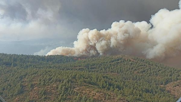 Yanan alanlar yeşillenmeye başladı